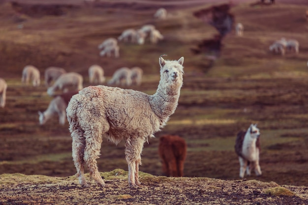 Alpaca peruana en los Andes