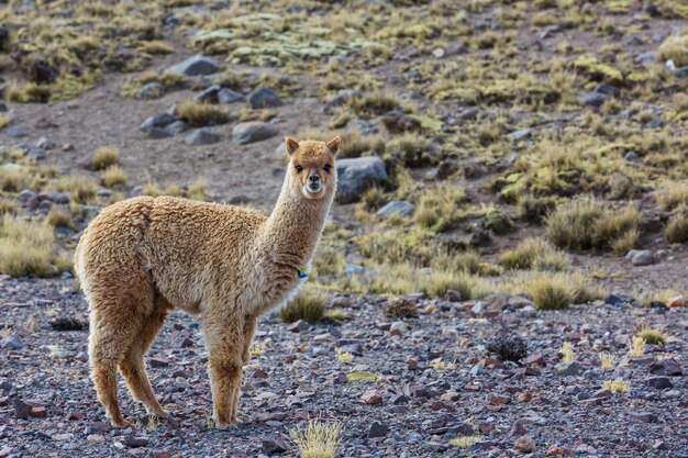 Alpaca peruana en los Andes