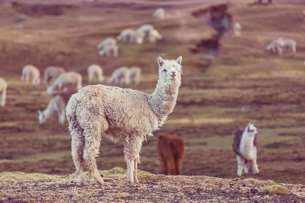 Alpaca peruana nos Andes