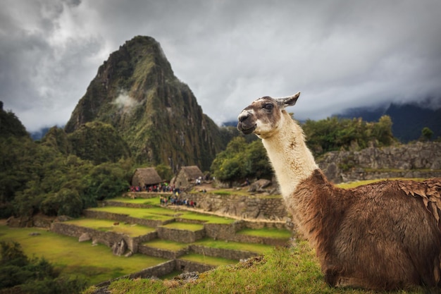 Alpaca de pie en la montaña