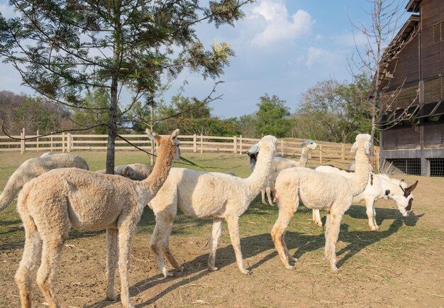 Alpaca tres vueltas de cara lateral