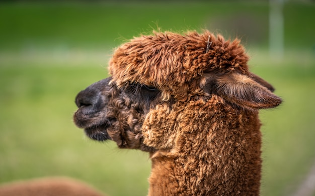 Alpaca Con Vista Natural