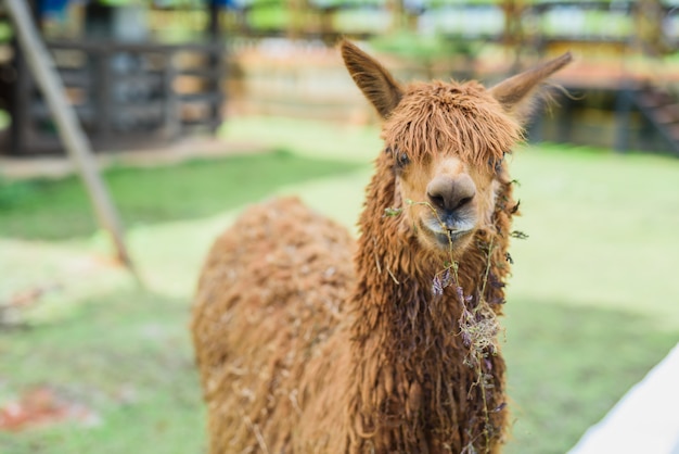 Alpaca en el zoo