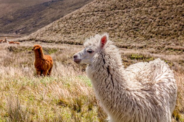 Foto las alpacas en el campo