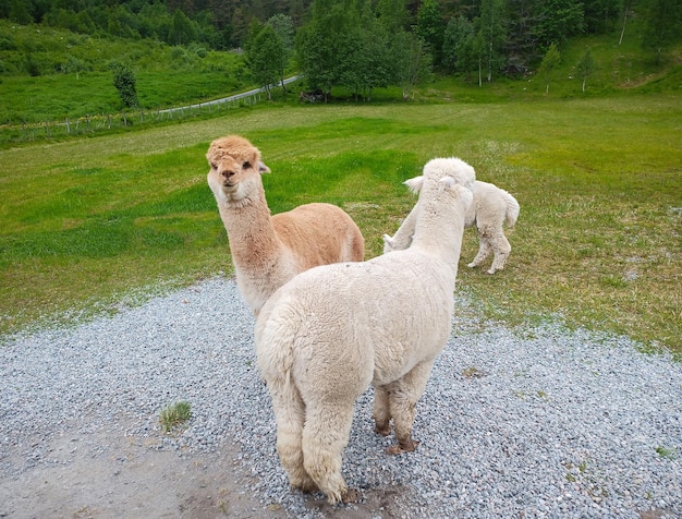 Foto alpacas em uma fazenda na noruega