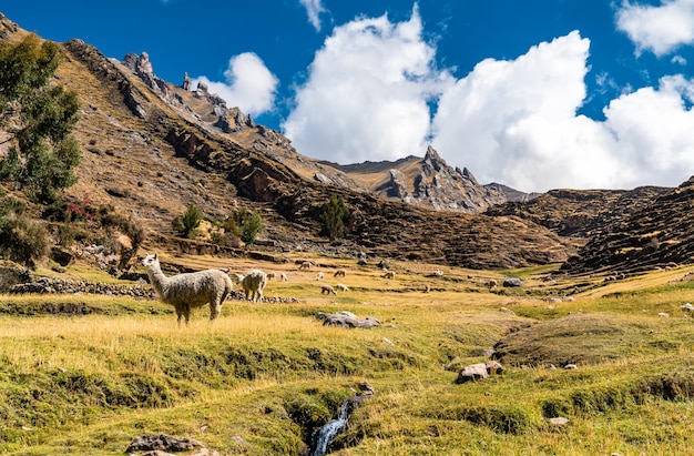 Alpacas en Palccoyo Rainbow Mountains en Perú