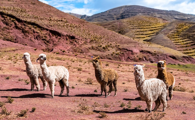 Alpacas en Palccoyo Rainbow Mountains en Perú