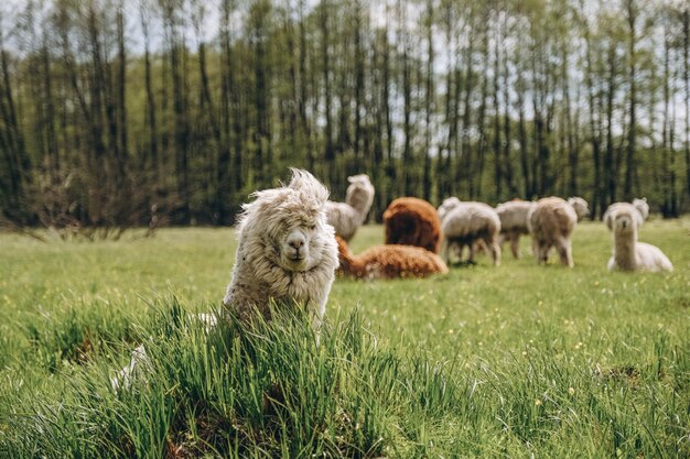 Las alpacas pastan en el prado de primavera en lo alto de las montañas