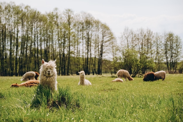 Foto las alpacas pastan en el prado de primavera en lo alto de las montañas