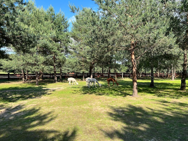 Alpacas pastando en la hierba del patio