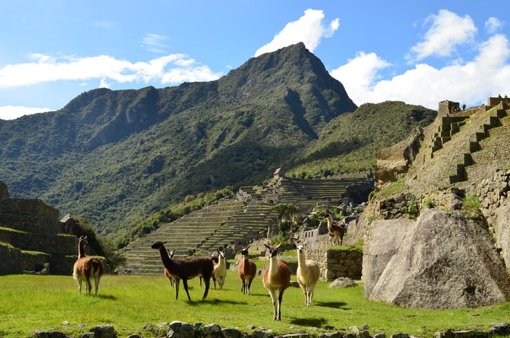 Foto alpacas pastando na paisagem contra as montanhas