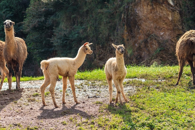 Alpaka im Naturpark Cabarceno Spanien