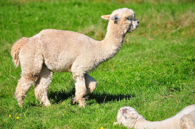 Alpakas auf dem Feld