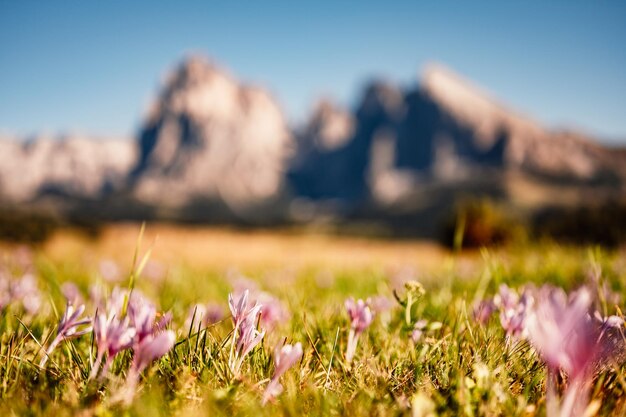 Alpe di Siusi Seiser Alm Langkofel grupo montañoso paisaje de otoño rojo alpino Alpe di Siusi senderismo naturaleza paisaje en dolomitas chalets de madera en Dolomitas Trentino Alto Adige