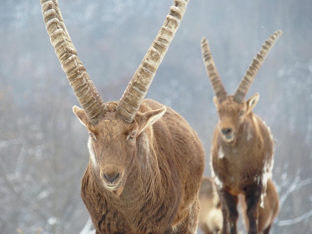 Alpen-Ibex schaut in die Kamera