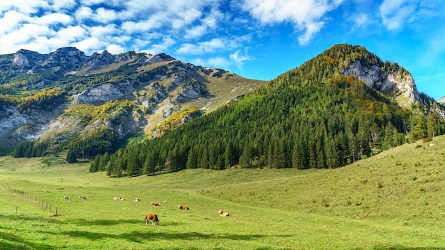 Alpen Schöne Natur Wiese Wald und Berge Kühe auf der Wiese