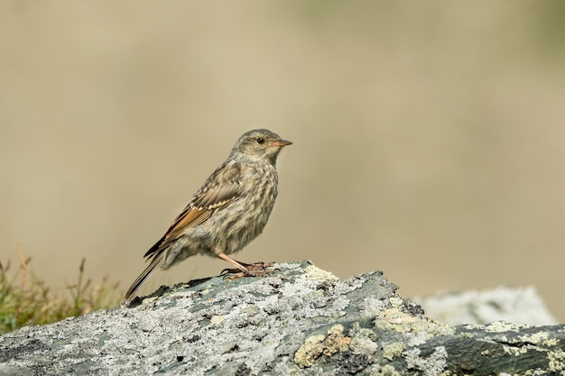 Foto alpenakzent auf einem felsen