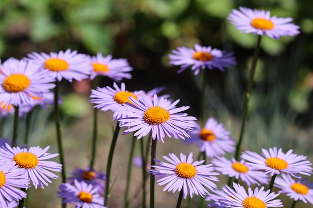 Alpenaster Aster Alpinus schöne lila Blüten mit orangefarbenem Zentrum im Garten