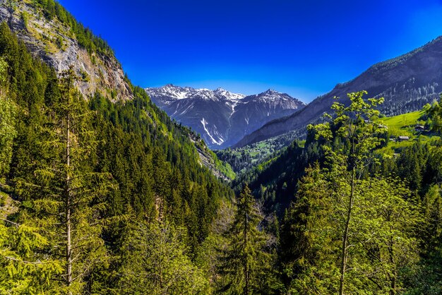 Alpenberge bedeckt mit Kiefernwald Leukerbad Leuk Visp