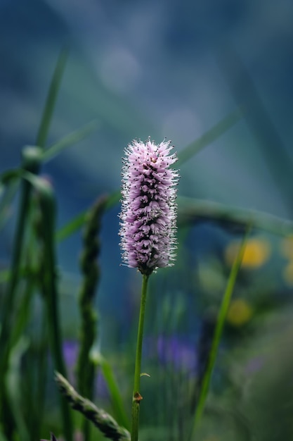 Alpenblumen im Vordergrund bei Mürren Schweiz