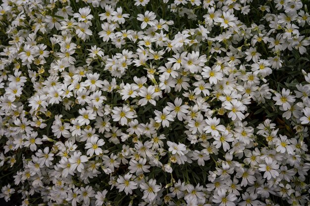 Alpenblumen im Vordergrund bei Mürren Schweiz