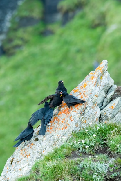 Alpenhusten in seiner Umgebung