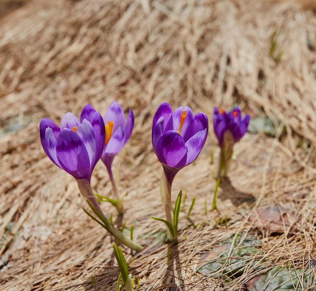 Alpenkrokusse blühen in den Bergen der Karpaten auf dem Gipfel des Berges