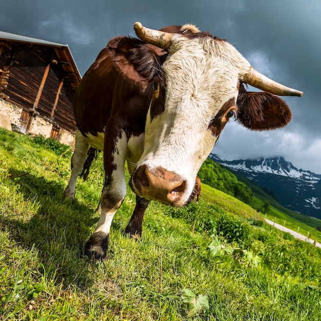 Alpenkühe