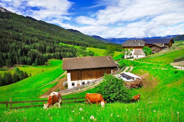 Alpenlandschaft, grüne Grasweiden und Kühe (Dolomiten), Norditalien