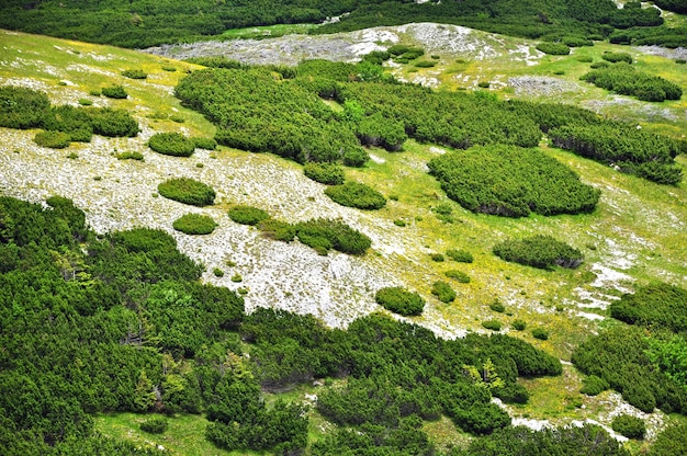 Alpenlandschaft mit Jungfressbäumen