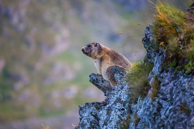 Foto alpenmurmeltier (marmota marmota) zwischen den steinen auf einem verschwommenen