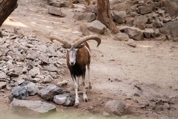 Alpensteinbock