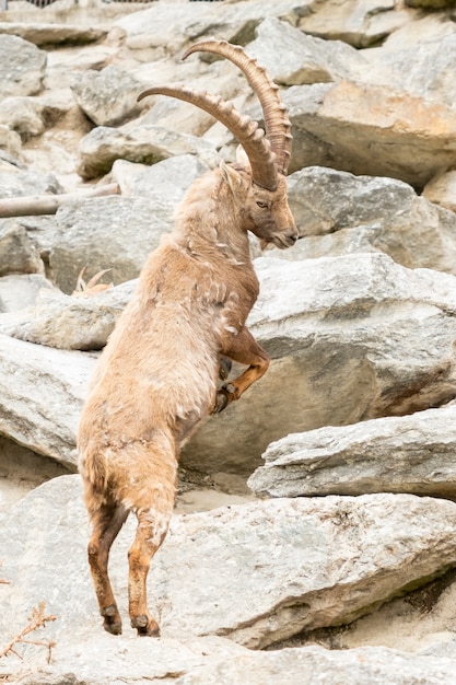 Alpensteinbock