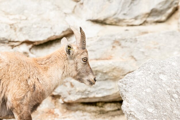 Alpensteinbock