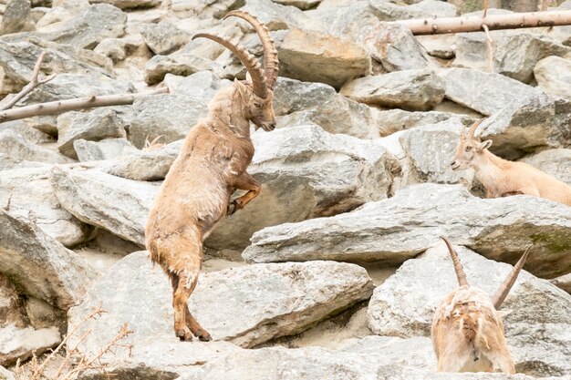 Alpensteinbock