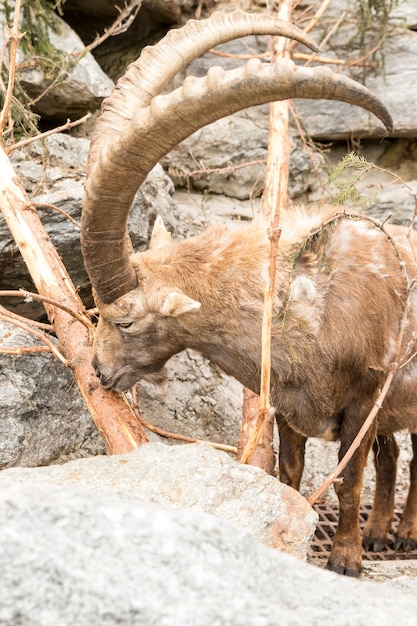 Alpensteinbock