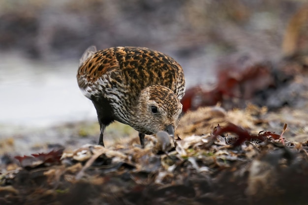 Alpenstrandläufer Calidris alpina