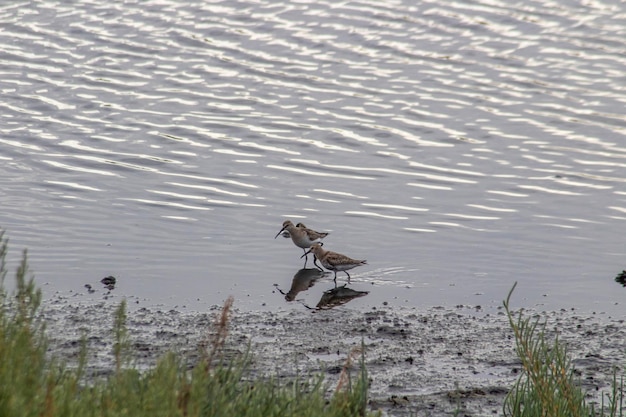 Alpenstrandläufer ernähren sich im seichten Wasser