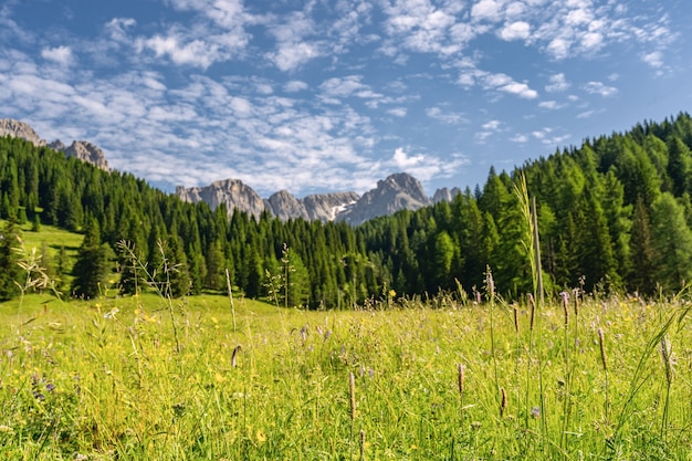 Alpes cênicos com floresta verde e grama em campo perto da montanha