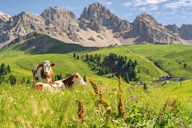 Alpes escénicos con vaca en campo verde