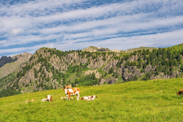 Alpes lindos com gado em pastagem verde