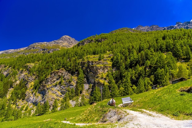 Alpes montanhas com pinhal Randa Visp Wallis Valais Sw