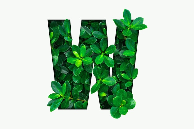 Alphabet der grünen Blätter