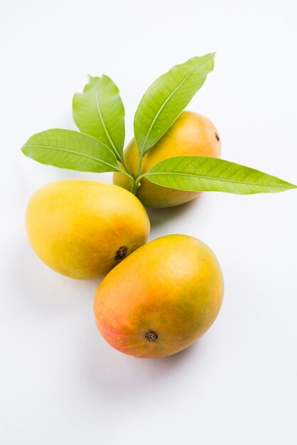 Alphonso Mango o Hapoos Aam es una fruta de temporada y jugosa de la India conocida por su dulzura, riqueza y sabor. Sobre fondo de colores. Enfoque selectivo