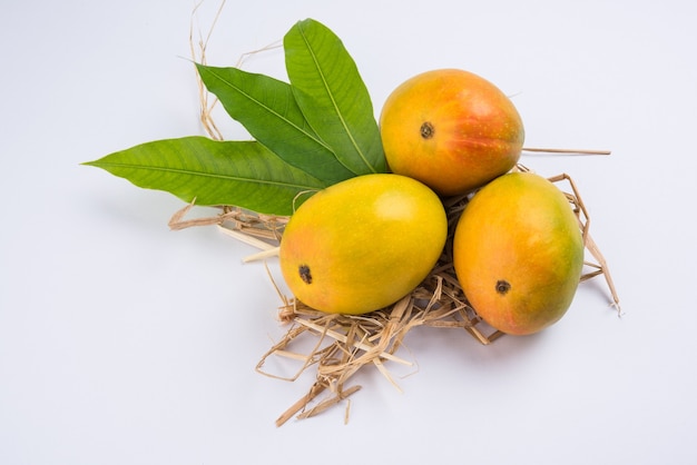 Alphonso Mango o Hapoos Aam es una fruta de temporada y jugosa de la India conocida por su dulzura, riqueza y sabor. Sobre fondo de colores. Enfoque selectivo