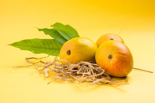 Alphonso Mango o Hapoos Aam es una fruta de temporada y jugosa de la India conocida por su dulzura, riqueza y sabor. Sobre fondo de colores. Enfoque selectivo