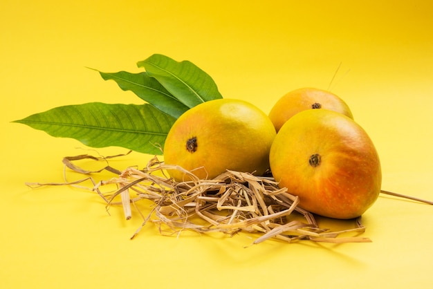 Alphonso Mango o Hapoos Aam es una fruta de temporada y jugosa de la India conocida por su dulzura, riqueza y sabor. Sobre fondo de colores. Enfoque selectivo