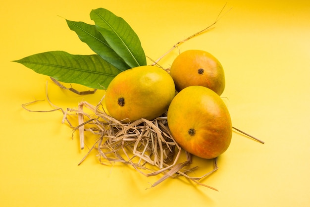 Alphonso Mango o Hapoos Aam es una fruta de temporada y jugosa de la India conocida por su dulzura, riqueza y sabor. Sobre fondo de colores. Enfoque selectivo