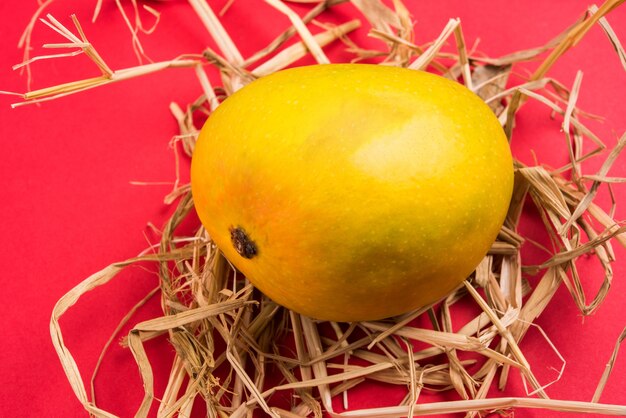 Alphonso Mango o Hapoos Aam es una fruta de temporada y jugosa de la India conocida por su dulzura, riqueza y sabor. Sobre fondo de colores. Enfoque selectivo