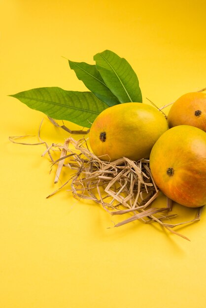 Alphonso Mango oder Hapoos Aam ist eine saisonale und saftige Frucht aus Indien, die für ihre Süße, Fülle und ihren Geschmack bekannt ist. Über buntem Hintergrund. Selektiver Fokus